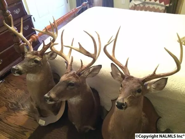 Springville, AL 35146,3703 County Road 24