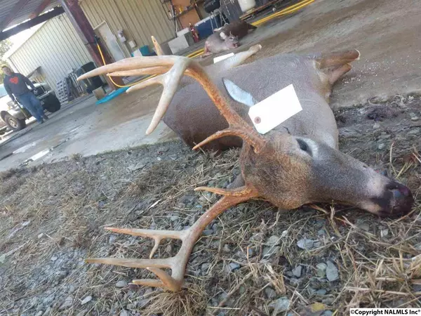 Hollytree, AL 35751,0 County Road 12