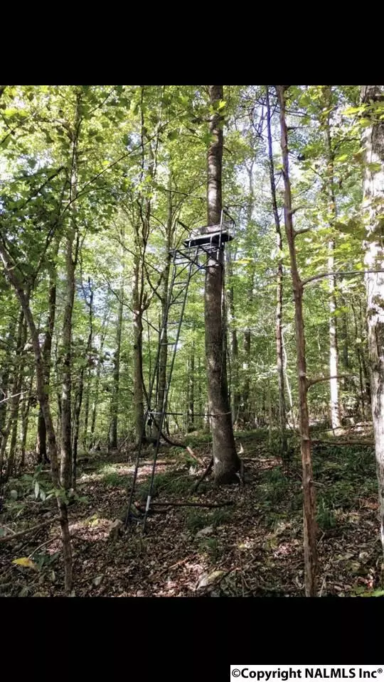 Hollytree, AL 35751,0 County Road 12