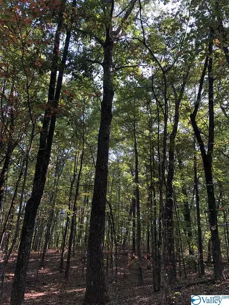 40 acres County Road 13, Hytop, AL 35768