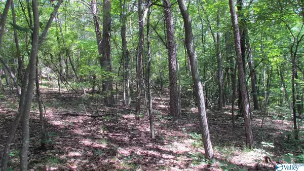 Mentone, AL 35984,0000 County Road 844