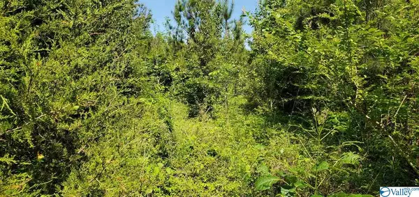 Cedar Bluff, AL 35959,Lot 14 County Road 617