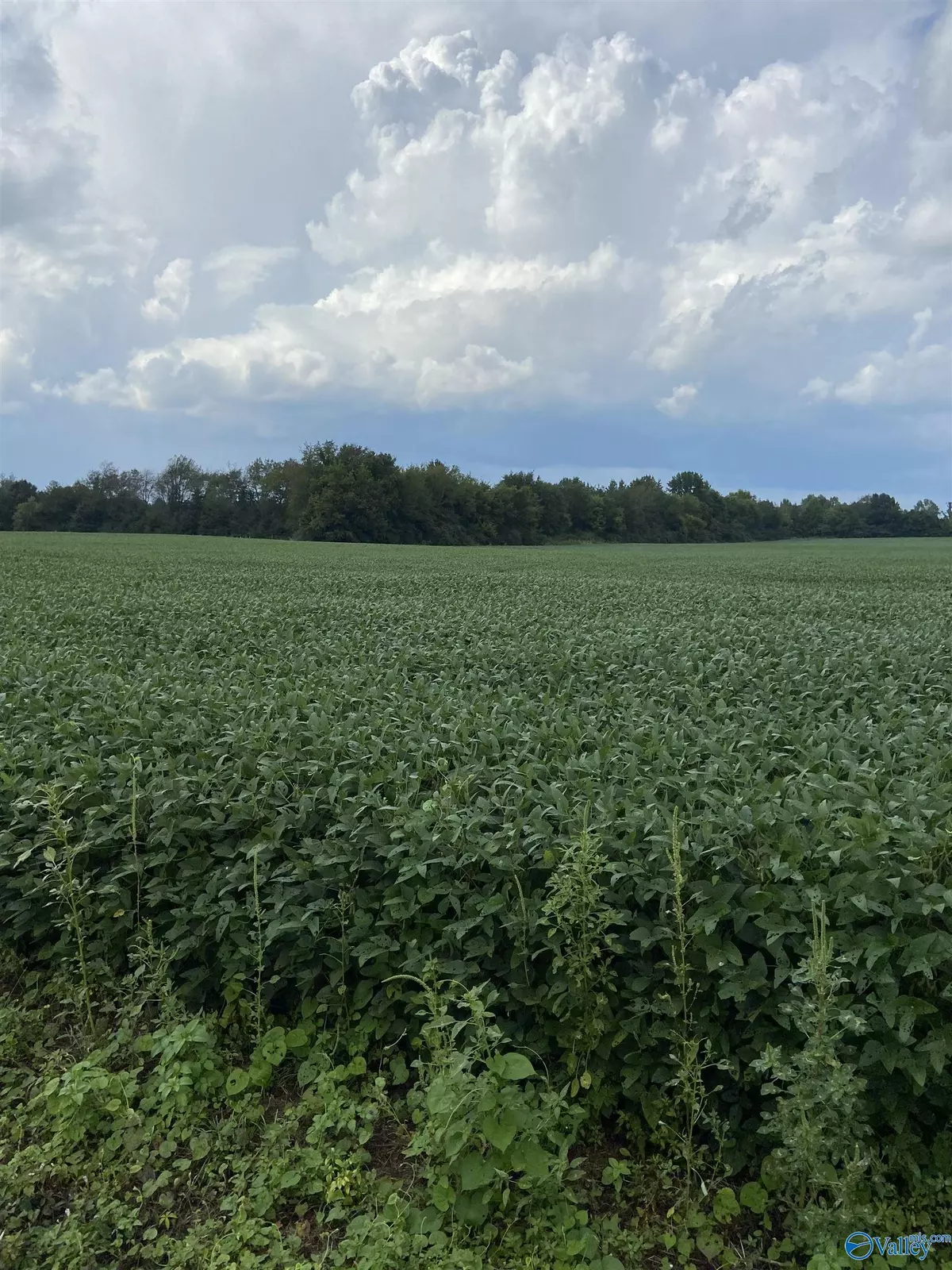 Flintville, TN 37335,Lot 1 Lincoln Loop Road