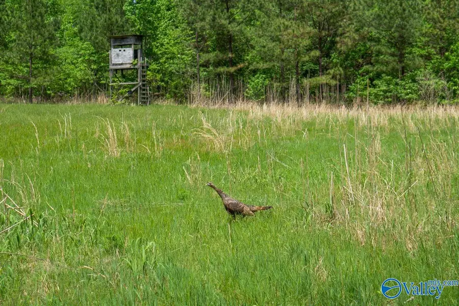 1203 County Road 303, Princeton, AL 35766