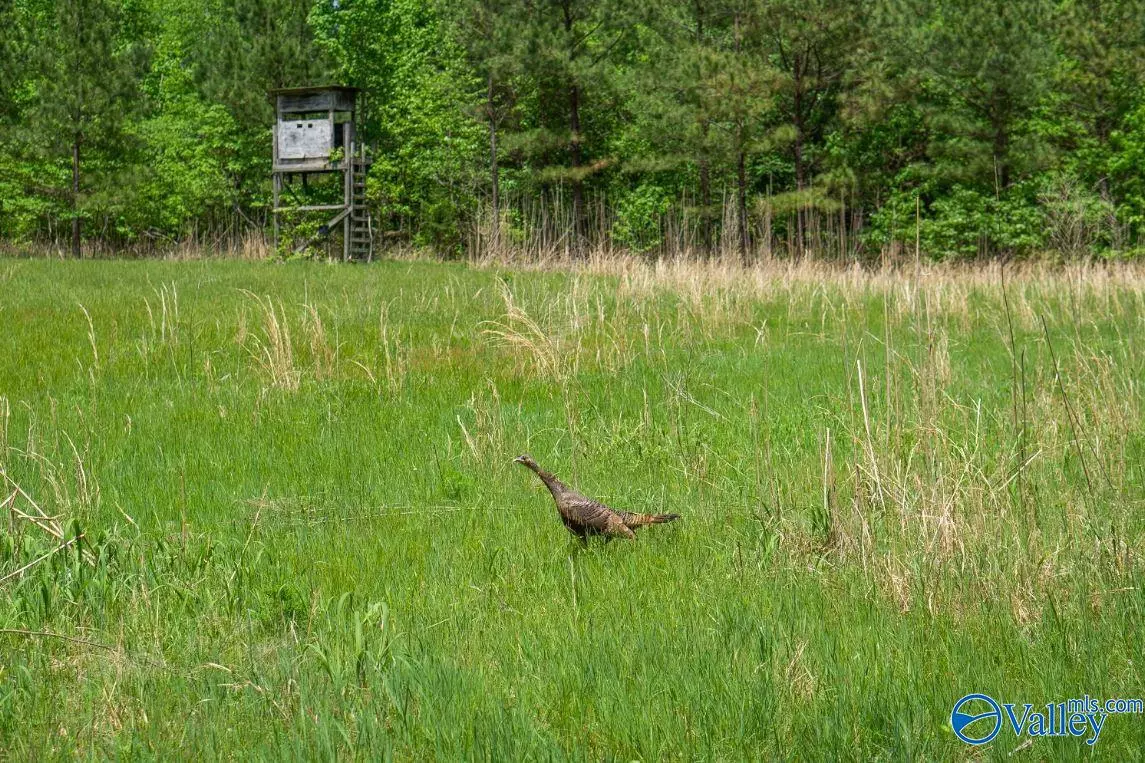 Princeton, AL 35766,1203 County Road 303