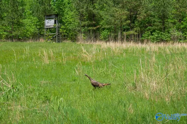 1203 County Road 303, Princeton, AL 35766