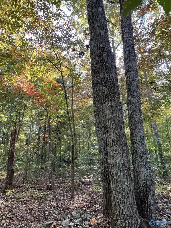 Trenton, GA 30752,0 Slygo Road