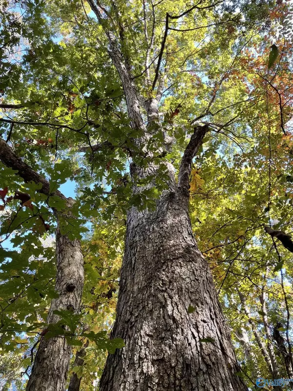 Trenton, GA 30752,0 Slygo Road