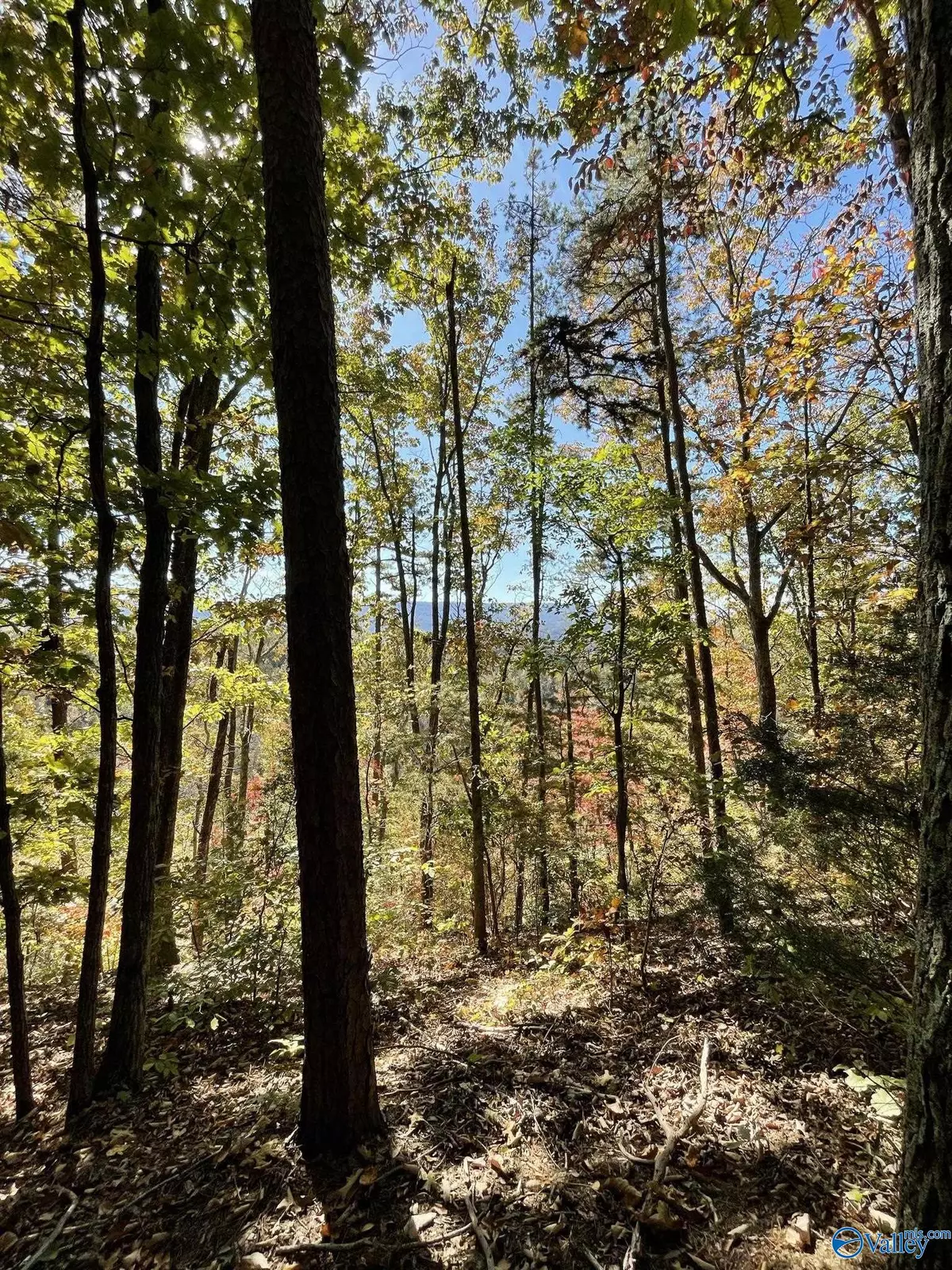 Trenton, GA 30752,0 Slygo Road