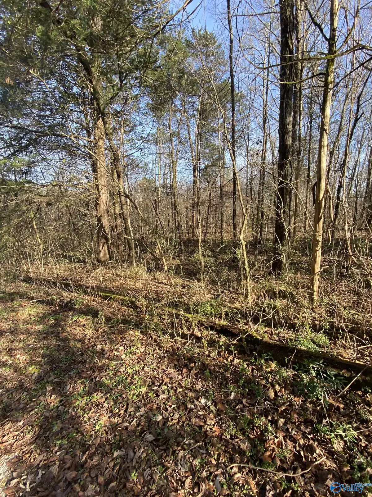 Scottsboro, AL 35769,lot 24 Lake Drive #24
