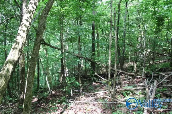 Mentone, AL 35984,3 acre County Road 604