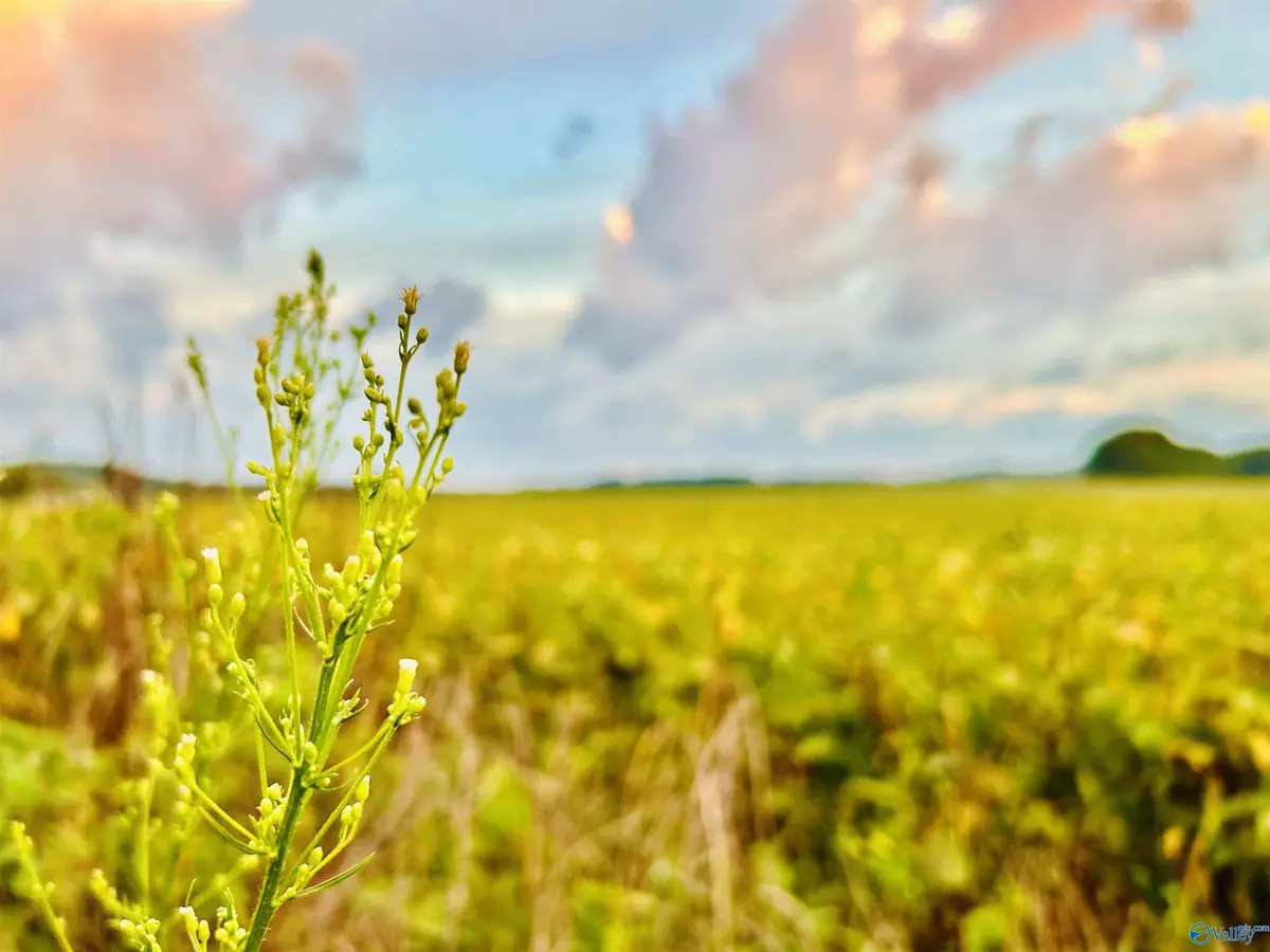 Trinity, AL 35673,15 Acres Tower Street