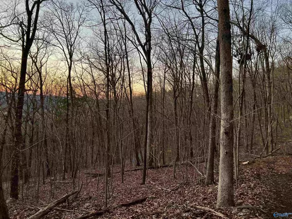 Mentone, AL 35984,19ACRES County Road 604