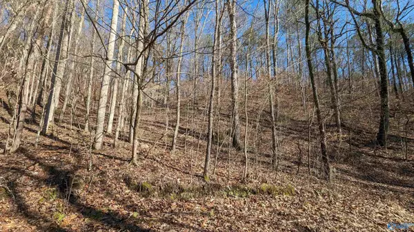 Cedar Bluff, AL 35959,Lot 12 County Road 137