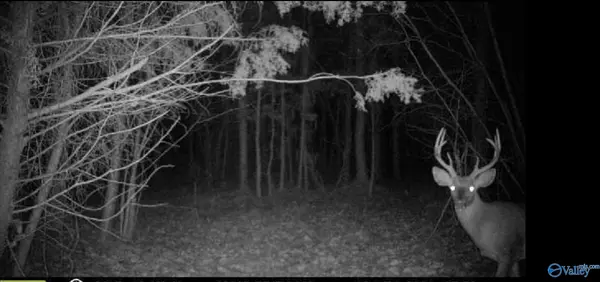 Ashville, AL 35953,60 Acres County Road 21