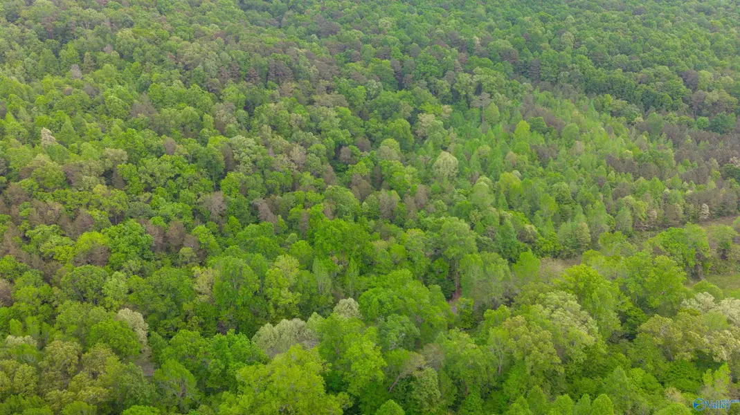 35 Acres Word Mountain Road, Grant, AL 35747