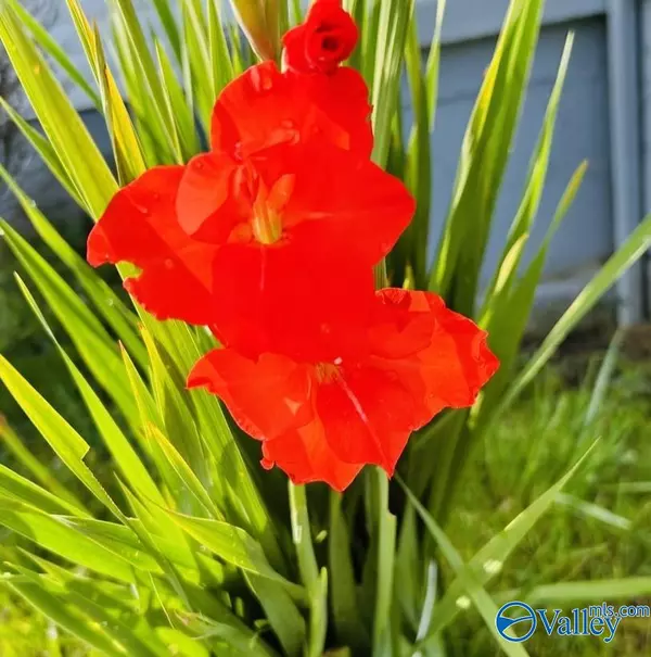 Haleyville, AL 35565,56 Acres Al Hwy 69