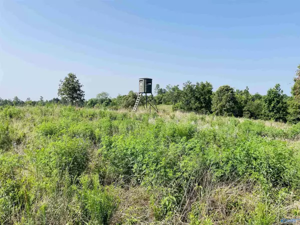 200 ac County Road 81, Flat Rock, AL 35966
