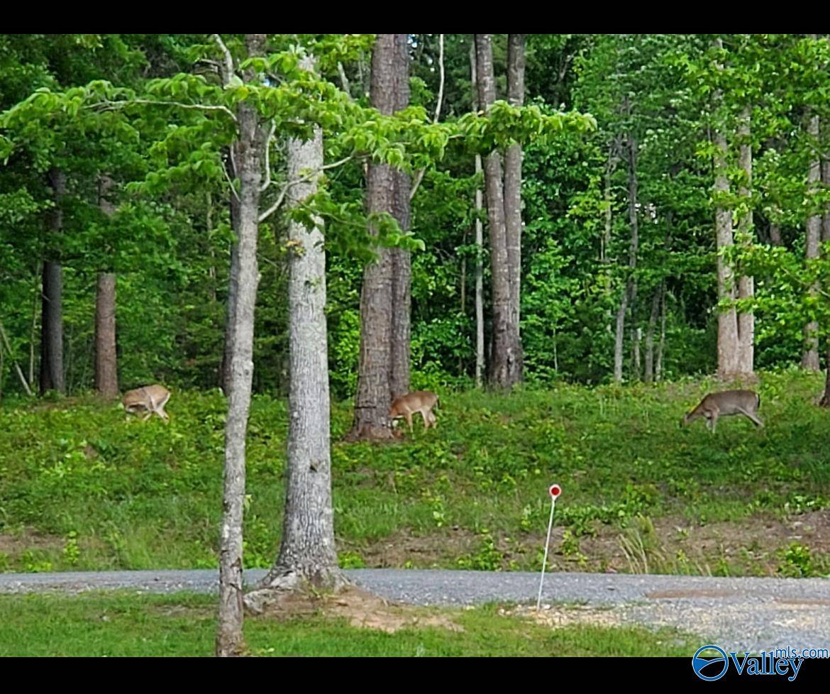 1805 County Road 103 #46 , 47, Mentone, AL 35984