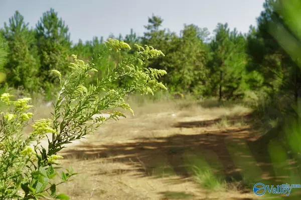 Talladega, AL 35160,89 Acres Concord Church Road