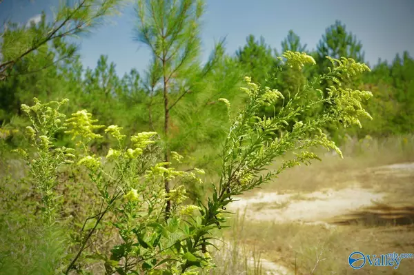 Talladega, AL 35160,89 Acres Concord Church Road