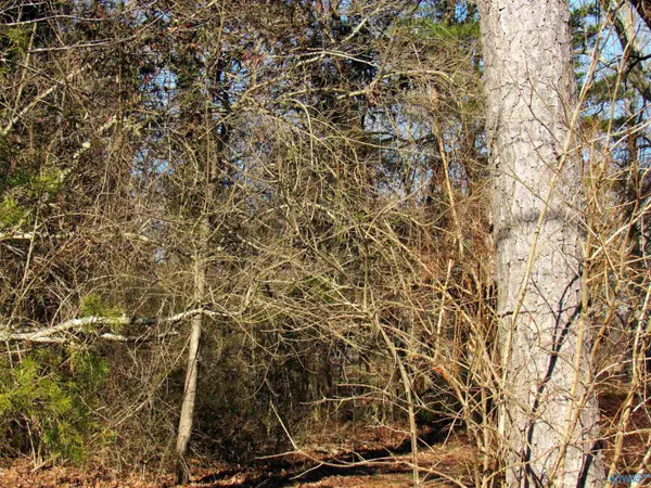Mentone, AL 35984,Lot 4 Alabama Highway 117