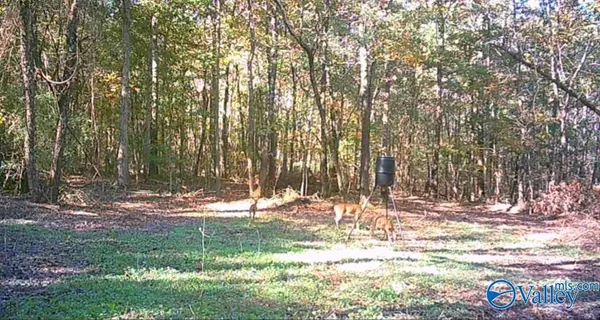 Blountsville, AL 35031,14.62 AC Highway 231