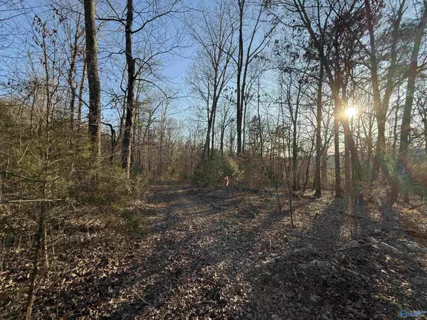 Section, AL 35771,40 Acres County Road 67