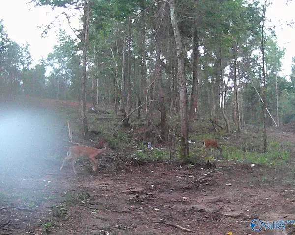 Phil Campbell, AL 35581,6.15 Acres State Highway 13