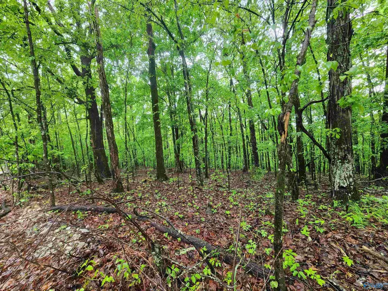 Lot 0 Huskey Mountain Road, Laceys Spring, AL 35754