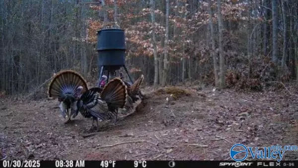 Piedmont, AL 36272,22 Acres US Hwy 278