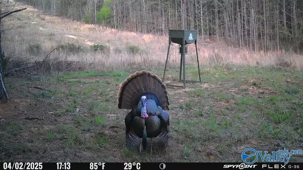 Piedmont, AL 36272,22 Acres US Hwy 278