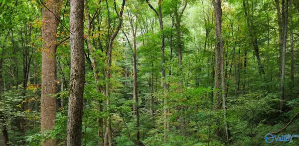 Ashland, AL 36251,1 County Road 31