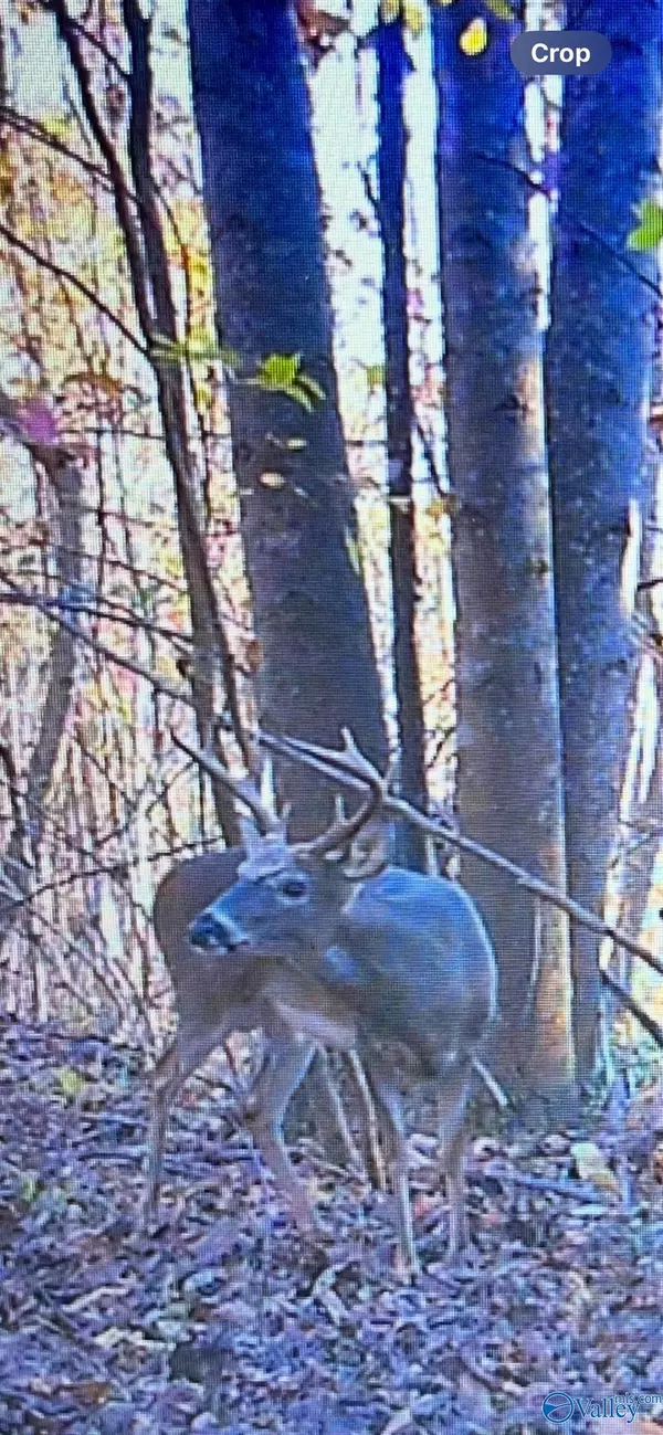 Somerville, AL 35670,80 acres Pines Church Road