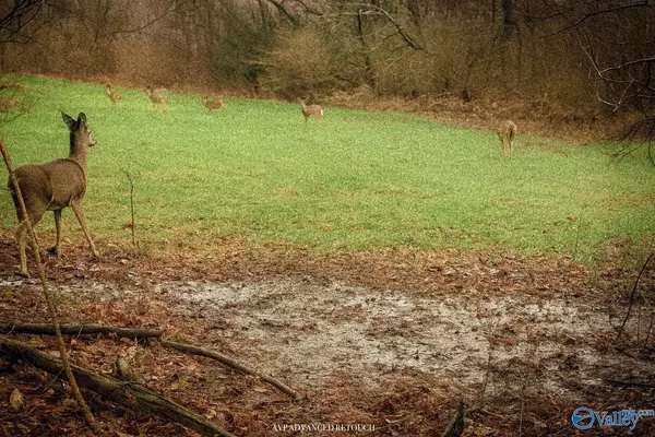 Somerville, AL 35670,80 acres Pines Church Road