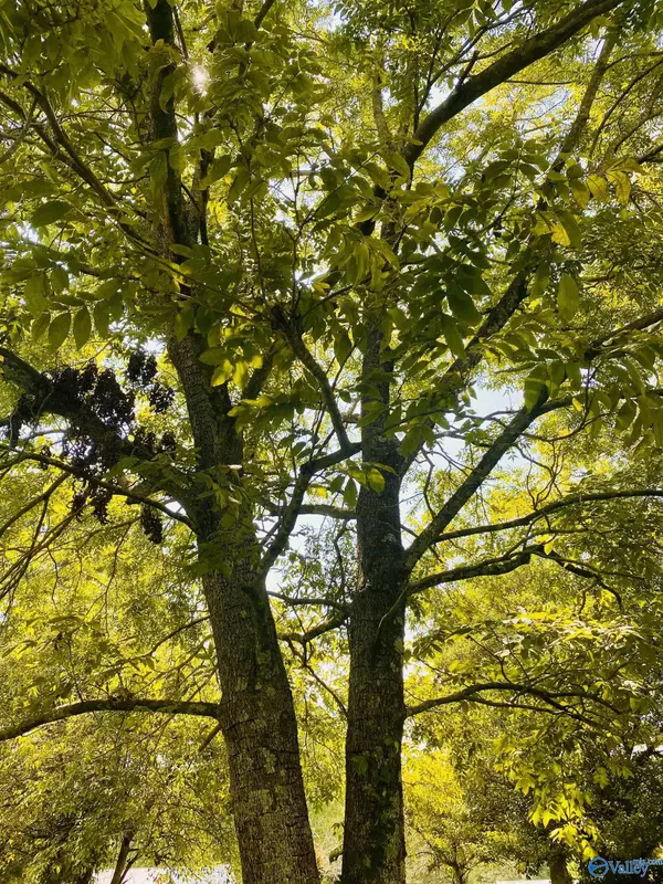 Pisgah, AL 35765,3423 County Road 88