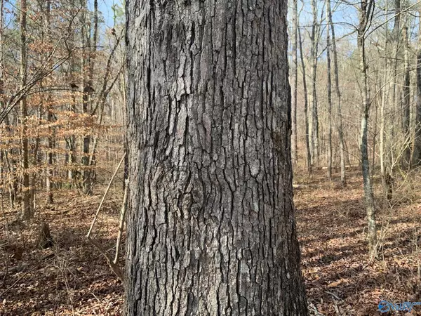 Altoona, AL 35952,1500 Burton Loop Road