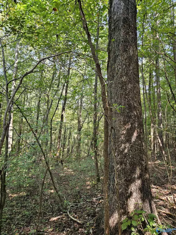 Gallant, AL 35972,18 ac Pleasant Valley Road