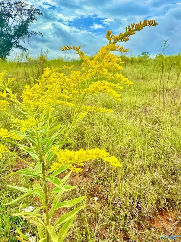 Moulton, AL 35619,3860 County Road 173