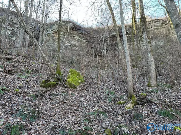 Danville, AL 35619,47.7 Acres County Road 200