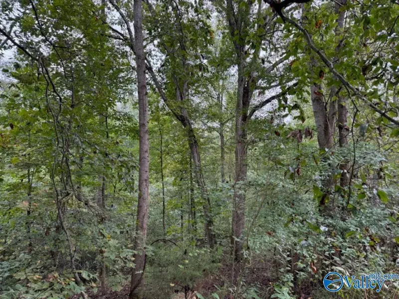 19.3 Acres County Road 200, Danville, AL 35619