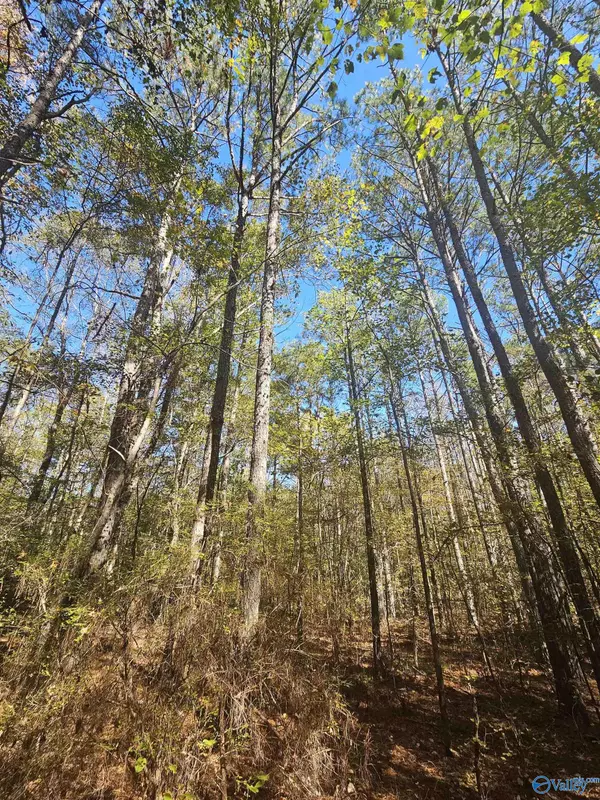 Sand Rock, AL 35984,009 County Road 70