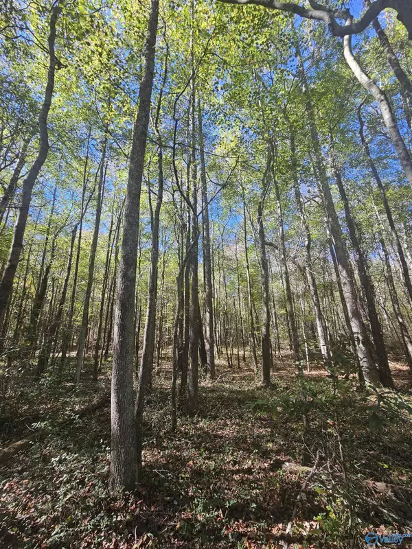 Sand Rock, AL 35984,018 County Road 70