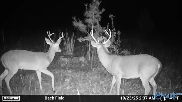 Moulton, AL 35650,12310 County Road 7