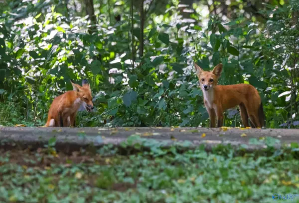 Owens Cross Roads, AL 35763,169 Deaton Road