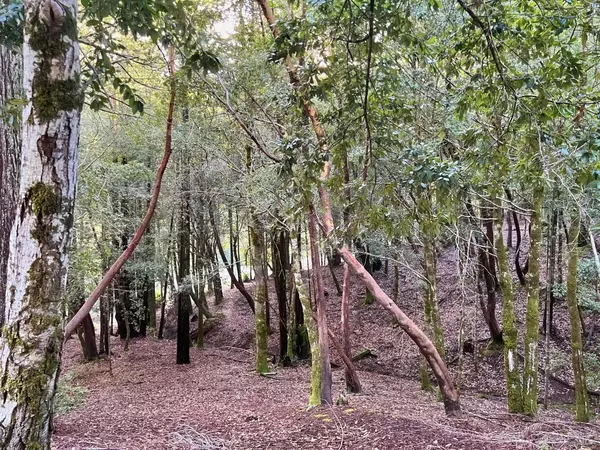 26075 Poppy DR, Willits, CA 95490