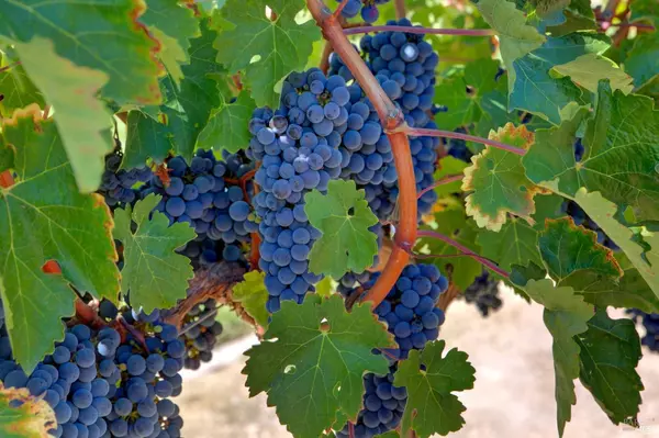 Napa, CA 94558,1180 Monticello RD