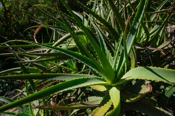 Healdsburg, CA 95448,2693 S Fitch Mountain RD