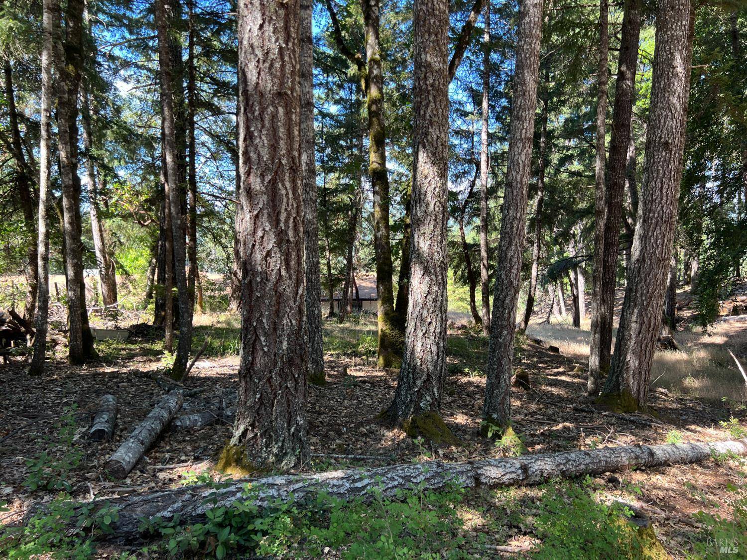Willits, CA 95490,1495 Daphne DR