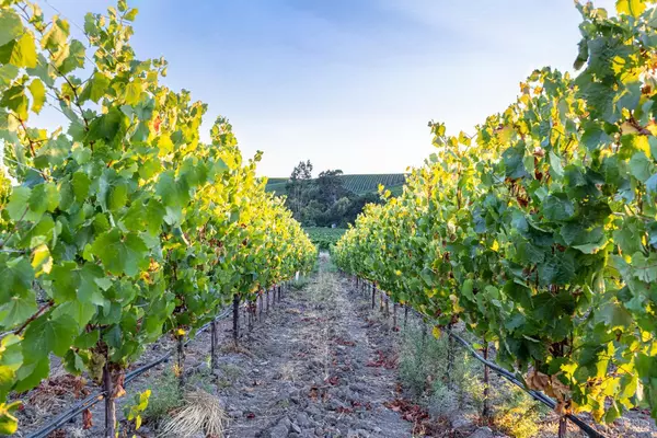 Napa, CA 94559,1299 Duhig RD